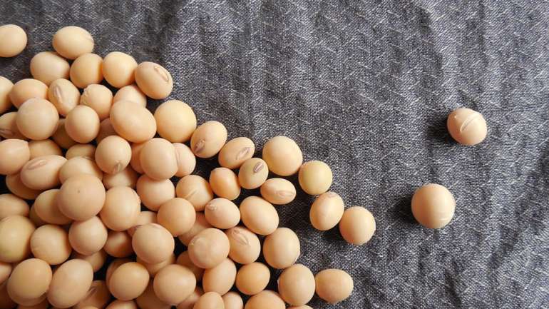 kacang kedelai